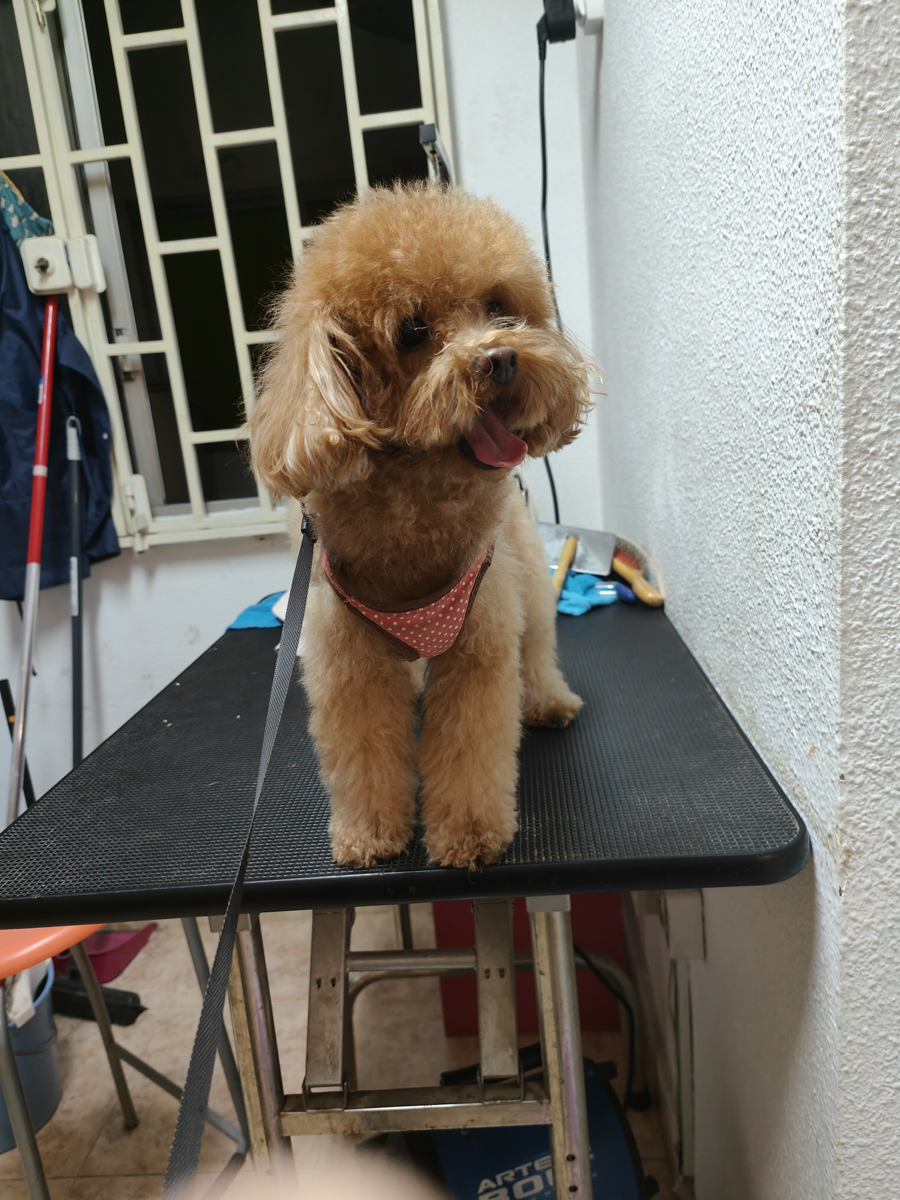 Peluquería de mascotas Yolapatitas